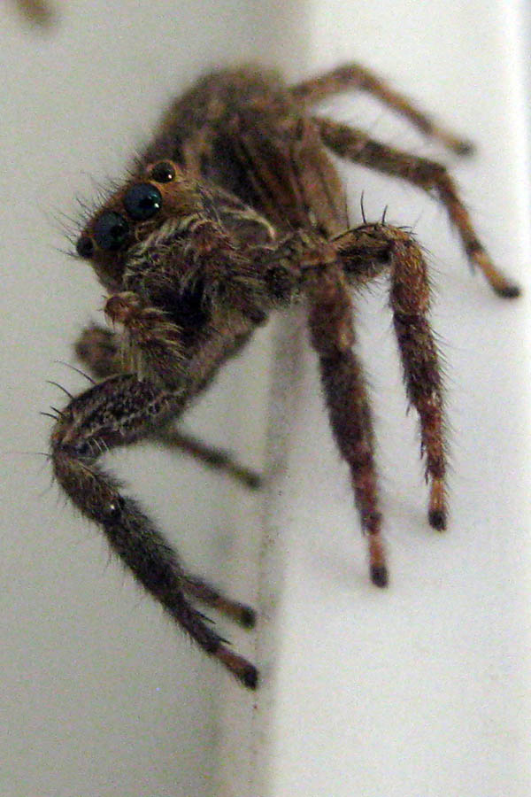 Spider in Juba, South Sudan